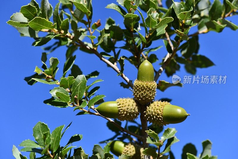 蓝天下的橡子树枝。(Quercus aucheri)